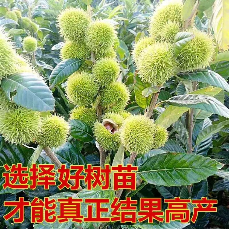 板栗树苗新品种嫁接板栗果苗耐寒南北方种植当年