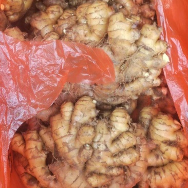 生姜、老姜大量有货，量大价格从优，可视频看货