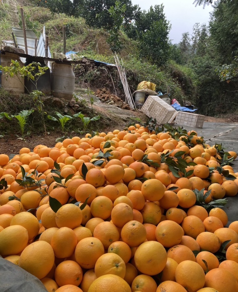湘西脐橙湖南脐橙海量货源品质保证代发全国市场