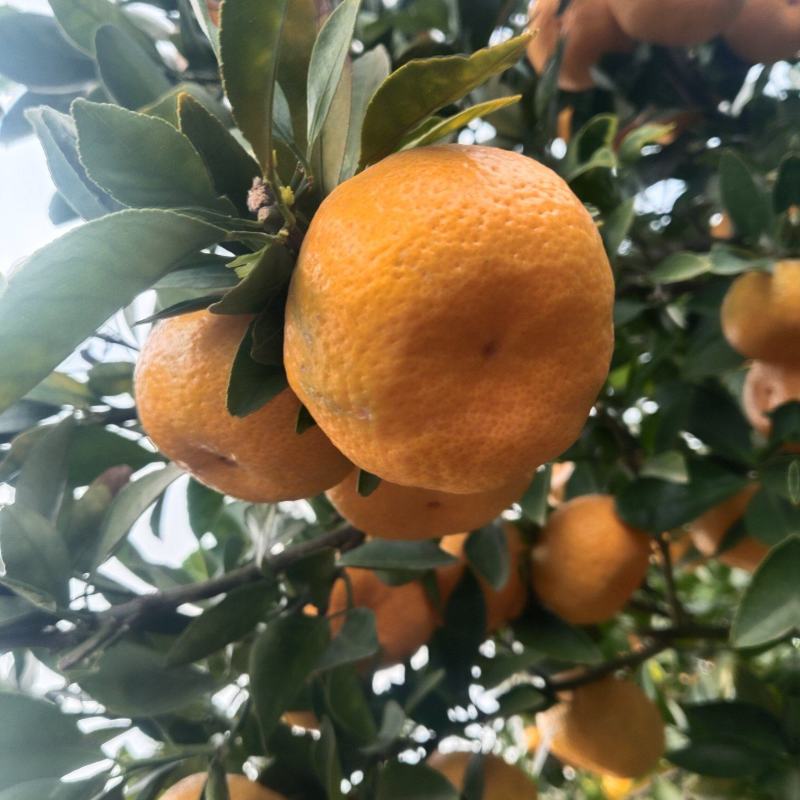江西新余蜜桔大量有货甜度高品质优可视频看货对接全国