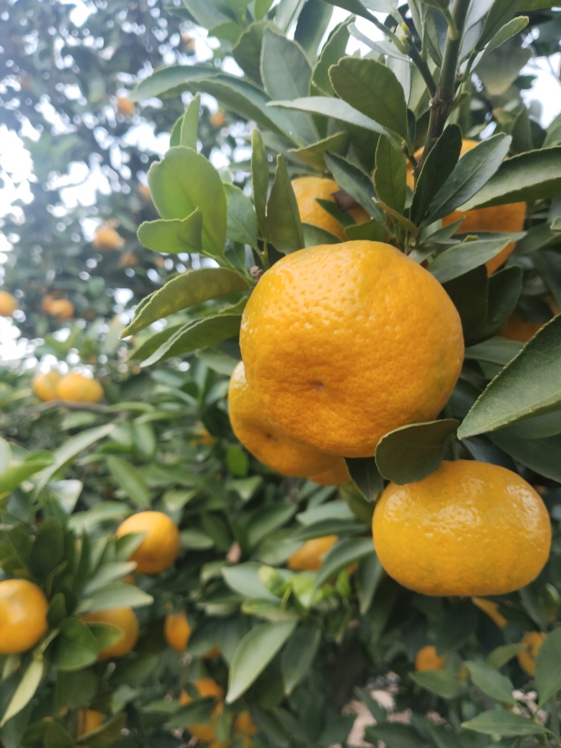 江西新余蜜桔大量有货甜度高品质优可视频看货对接全国