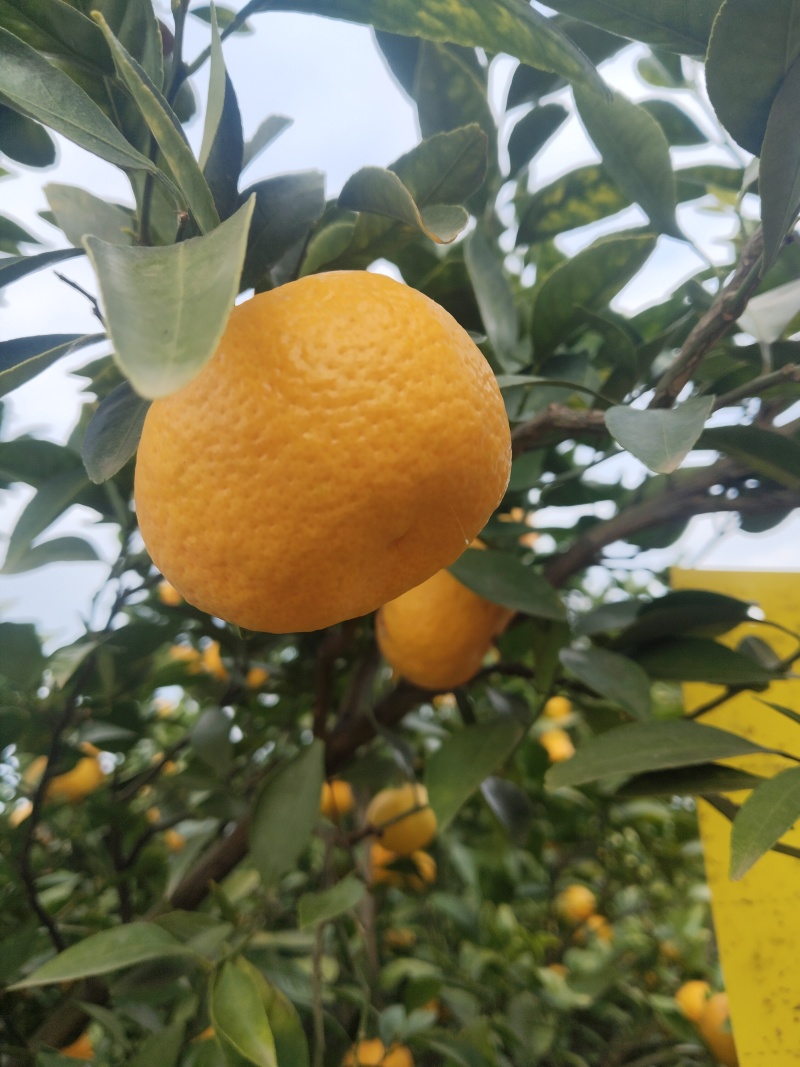 江西新余蜜桔大量有货甜度高品质优可视频看货对接全国