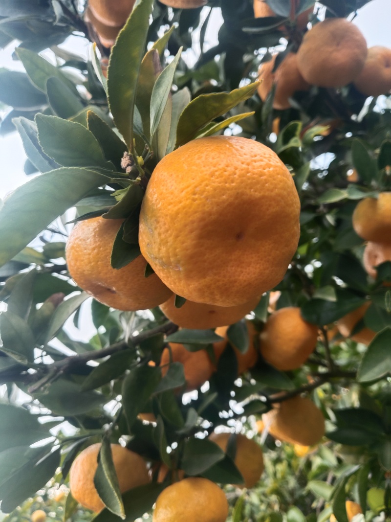江西新余蜜桔大量有货甜度高品质优可视频看货对接全国