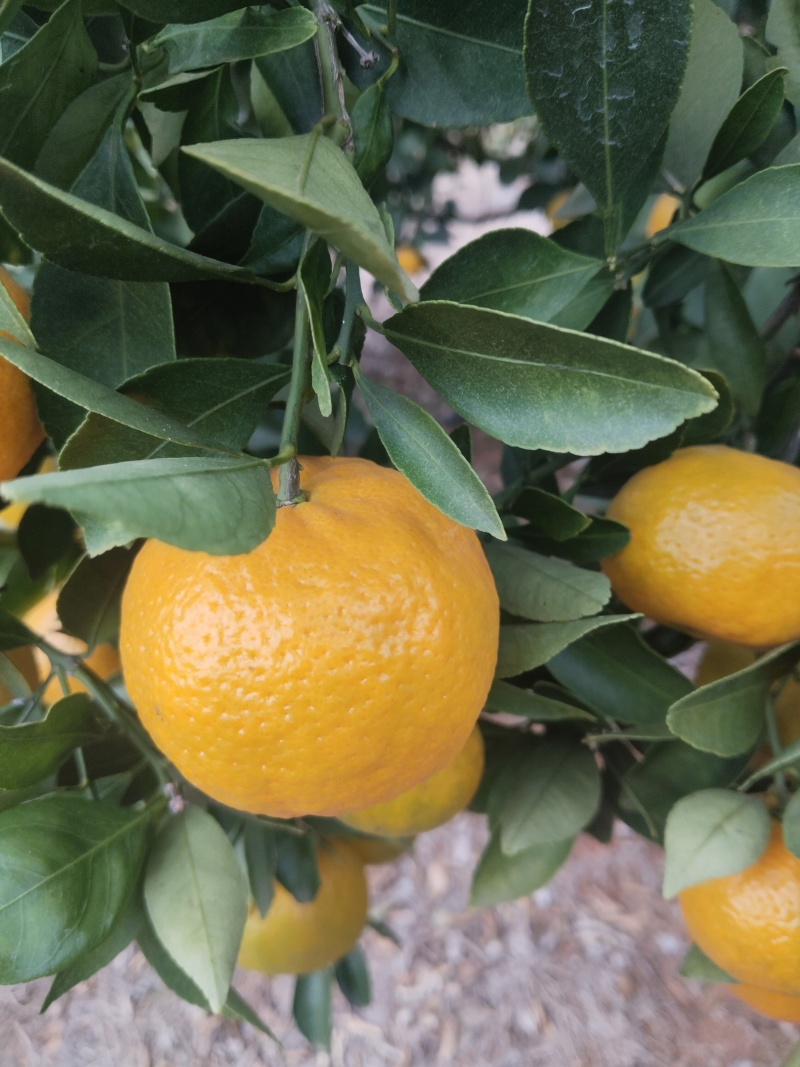 江西新余蜜桔大量有货甜度高品质优可视频看货对接全国