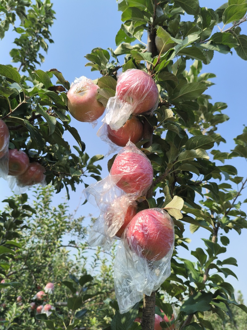 纸加膜红富士苹果