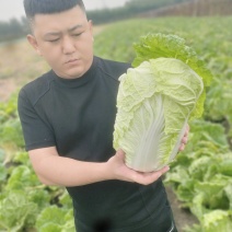 黄心大白菜，质量好价格低走市场，加工厂大小车随到随装量大