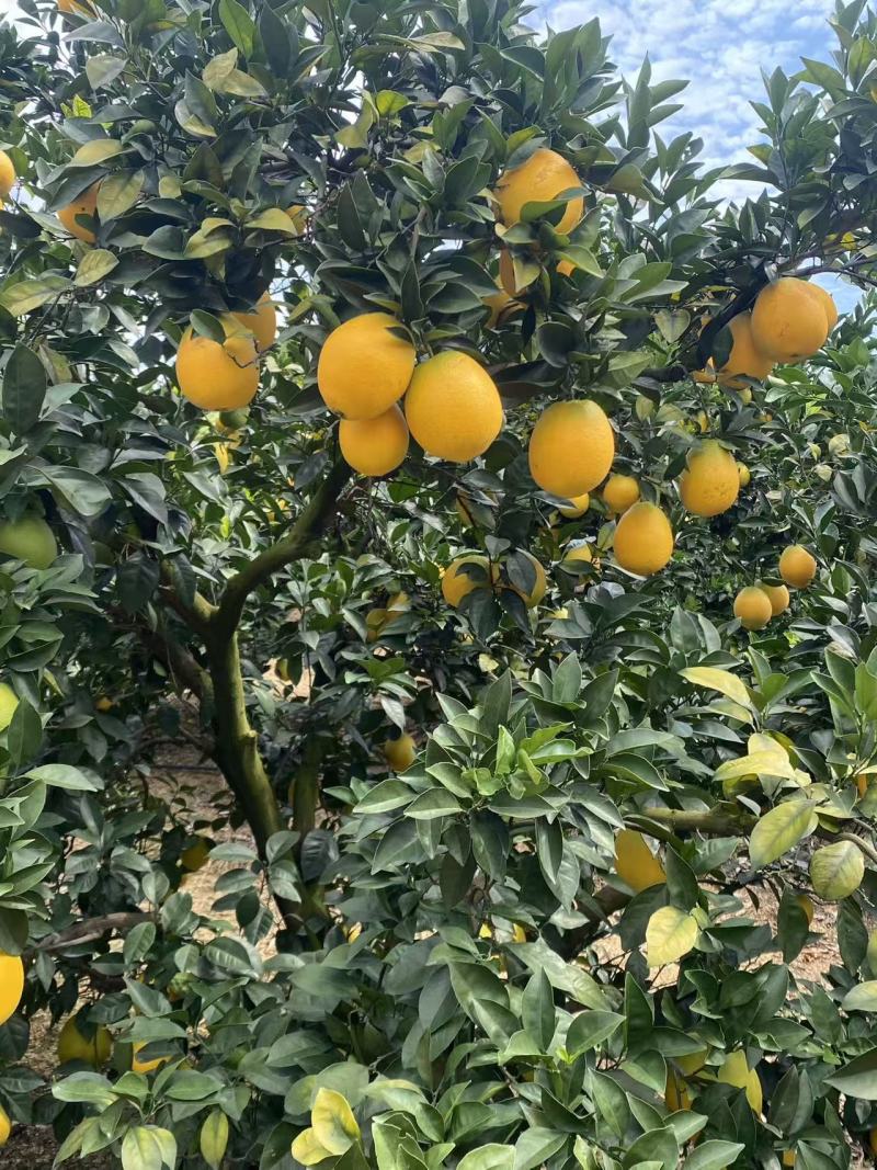 广西富川脐橙