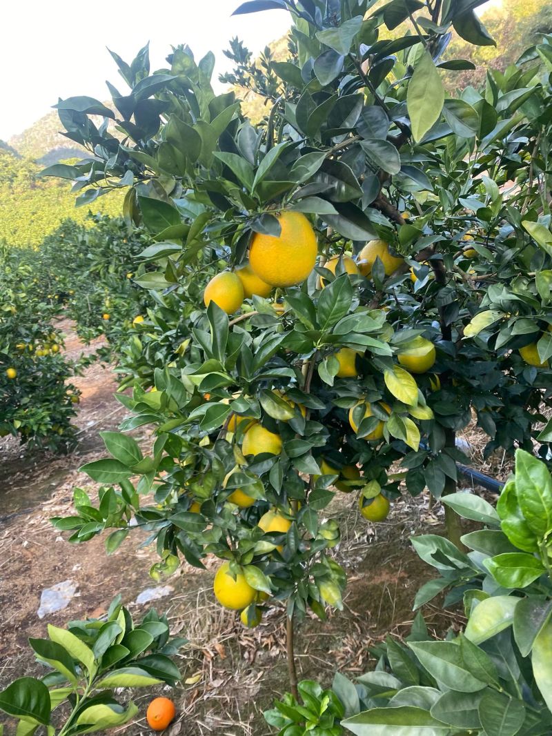 广西富川脐橙