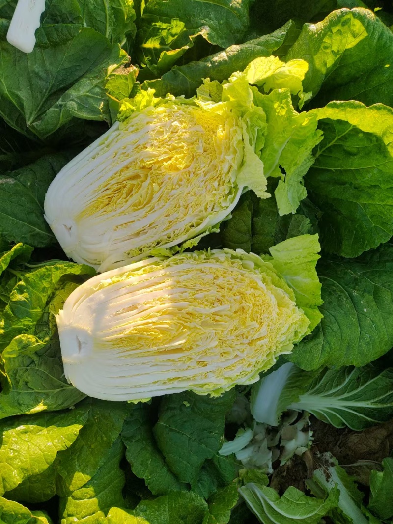 黄心大白菜，质量好价格低走市场，加工厂大小车随到随装量大