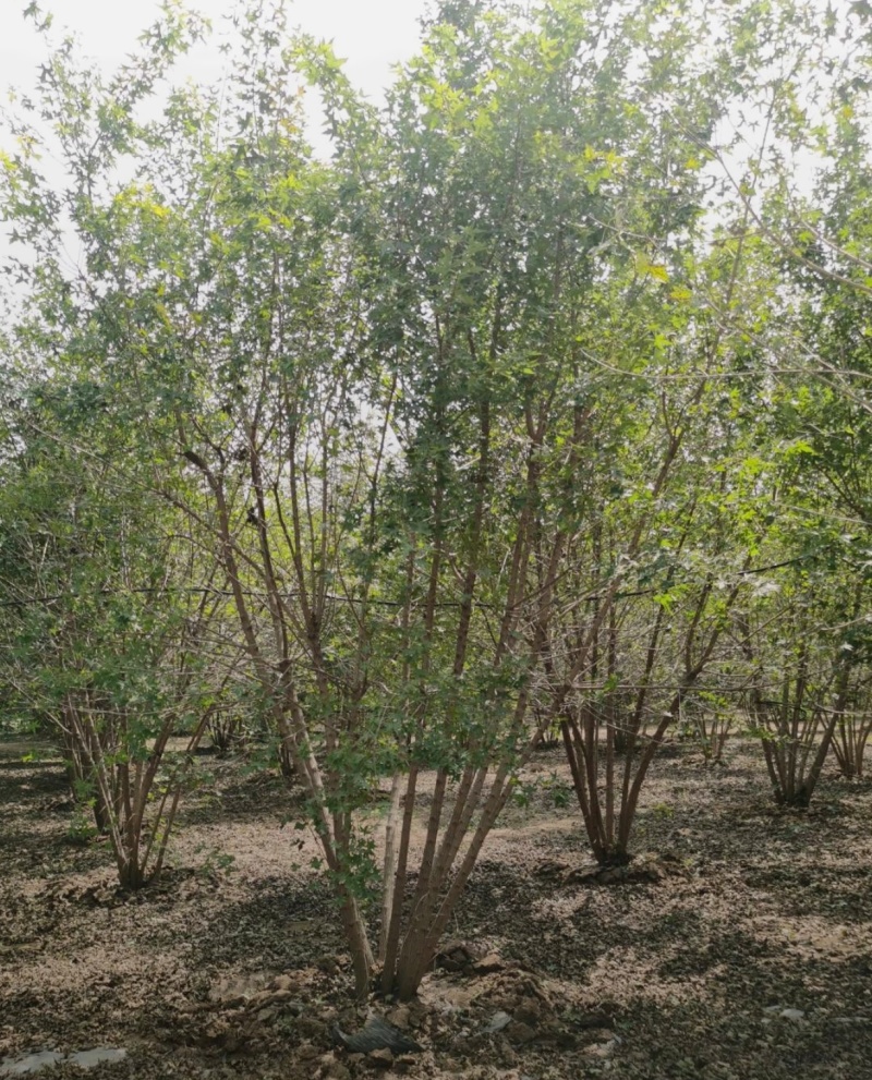 基地大量出售5分支以上元宝枫
