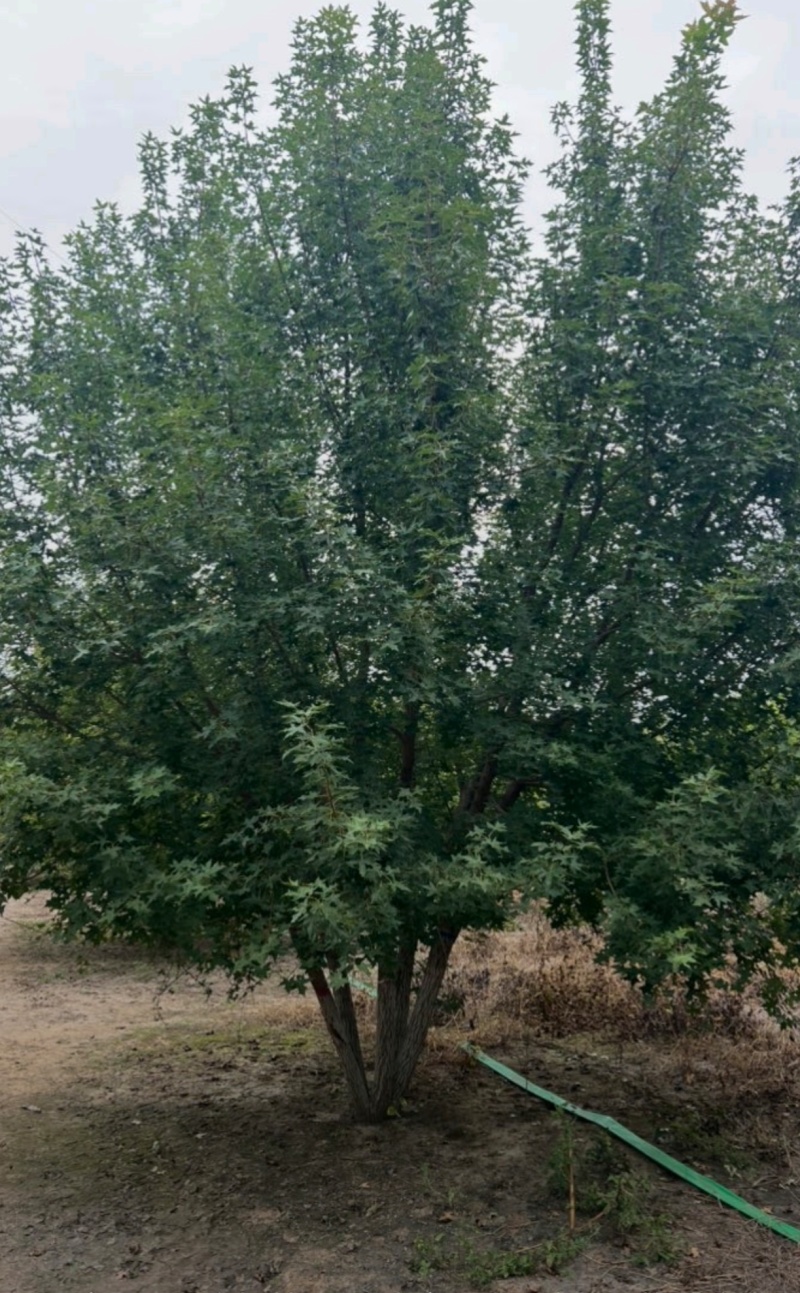 基地大量出售5分支以上元宝枫