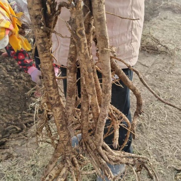 高品质黄芪中药材中药根茎正品保障健康生活必备