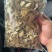 干姜片