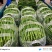 河南内黄大棚精品线椒大量上市