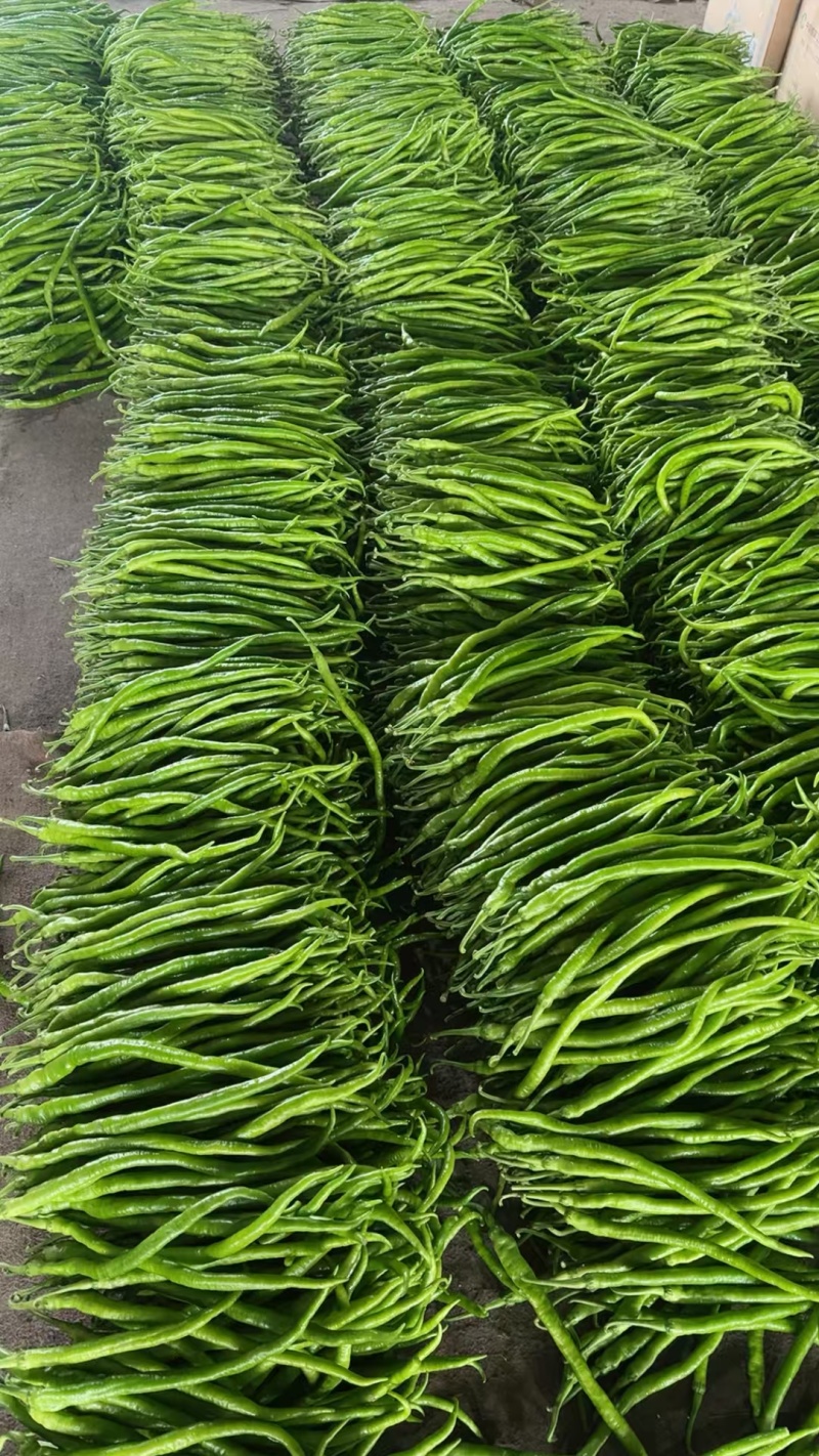 河南内黄大棚精品线椒大量上市