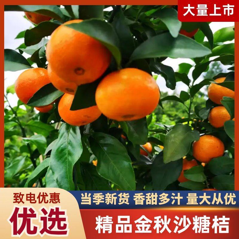 精品金秋砂糖橘货源充足产地直发量大从优质量保证欢迎咨询