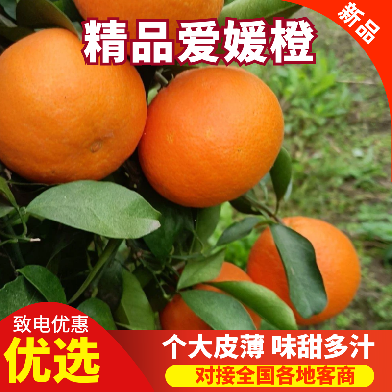 精品爱媛橙货源充足量大从优质量保证欢迎咨询