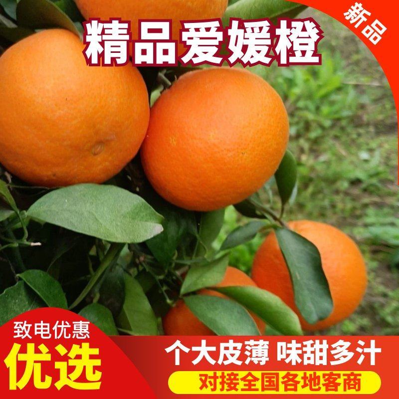 精品爱媛橙货源充足量大从优质量保证欢迎咨询