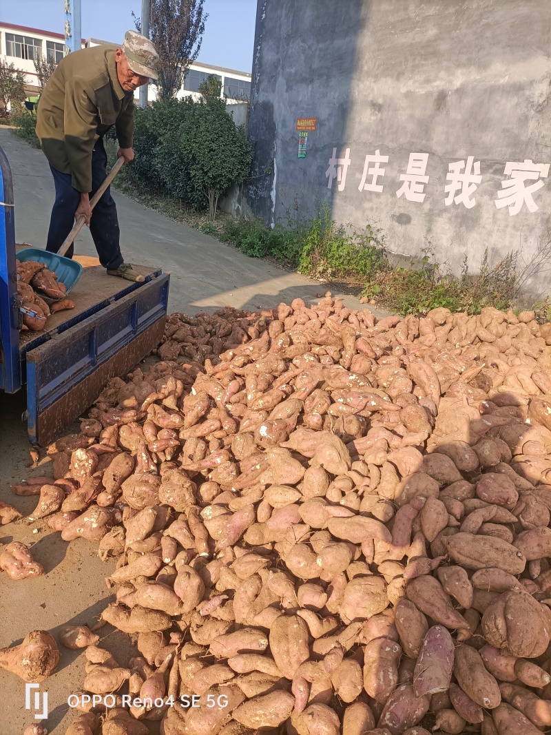 河南省确山县瓦岗丘陵地高淀粉红薯（洛薯13）