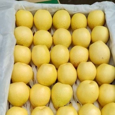 北镇大鸭梨