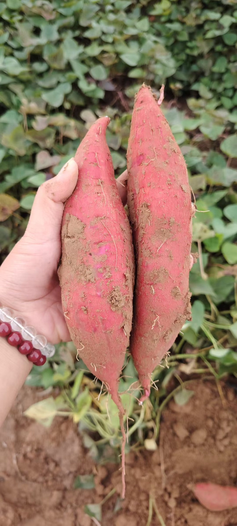 大量现货沙土地西瓜红红薯地瓜