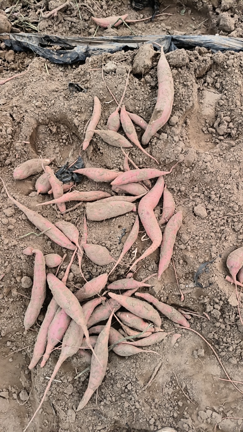 大量现货沙土地西瓜红红薯地瓜