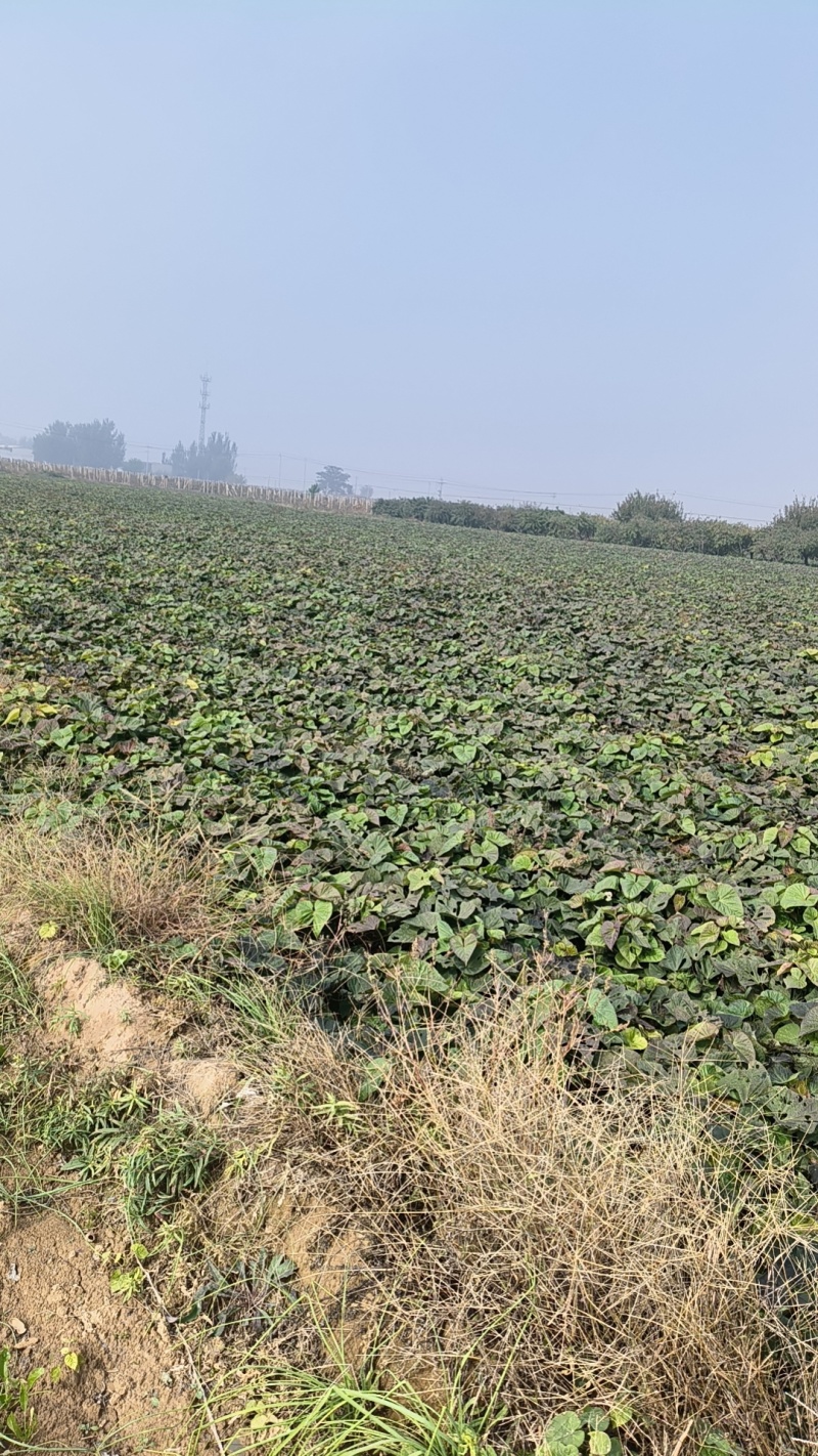 现货出售沙土地烟薯25烤薯