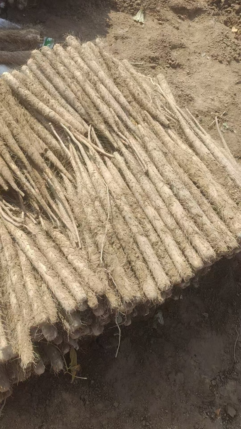 现货麻山药出售有需要可以联系