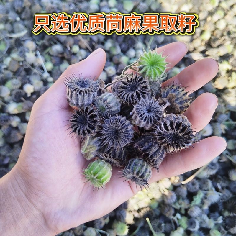 苘麻子中药材青麻子正品干净无杂当季新货苘麻子