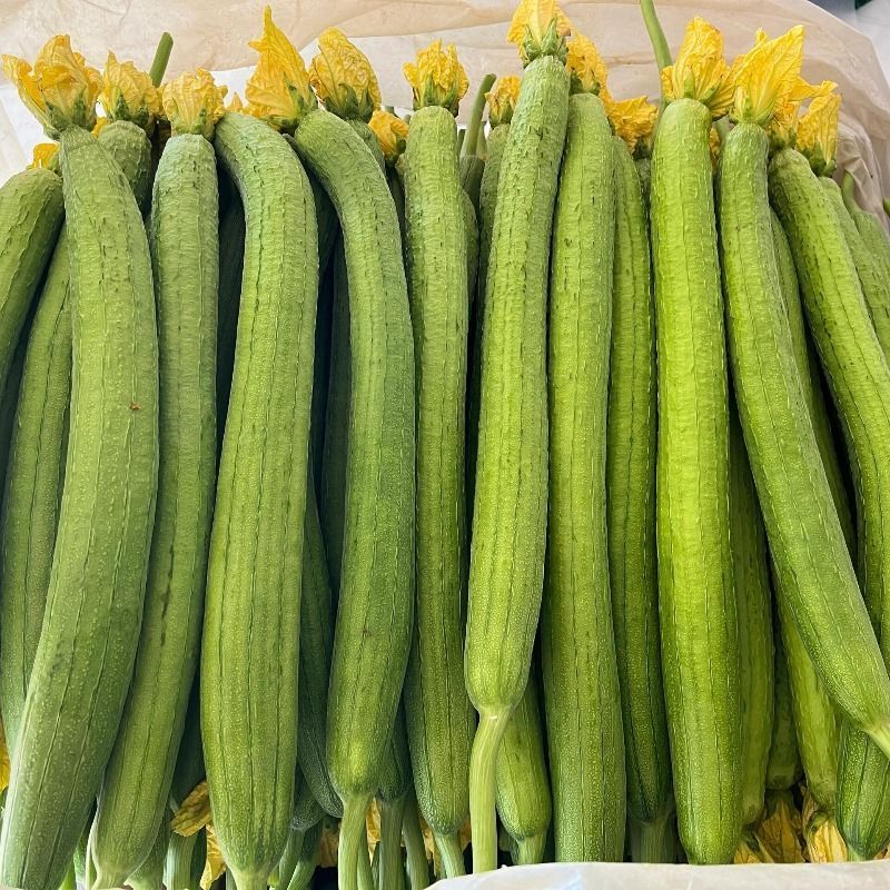 新贵族一号长棒丝瓜种子越冬一大茬丝瓜种子肉厚质硬心腔小
