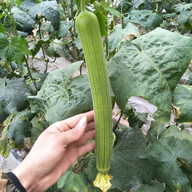 新贵族一号长棒丝瓜种子越冬一大茬丝瓜种子肉厚质硬心腔小