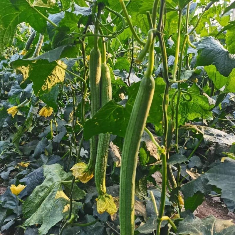新贵族一号长棒丝瓜种子越冬一大茬丝瓜种子肉厚质硬心腔小