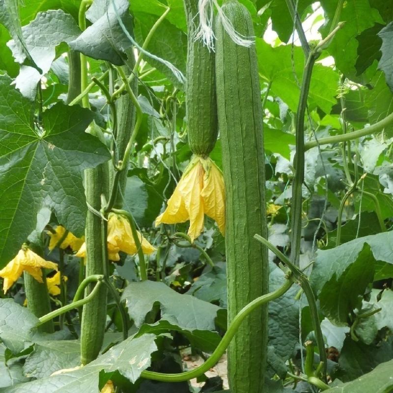 新贵族一号长棒丝瓜种子越冬一大茬丝瓜种子肉厚质硬心腔小