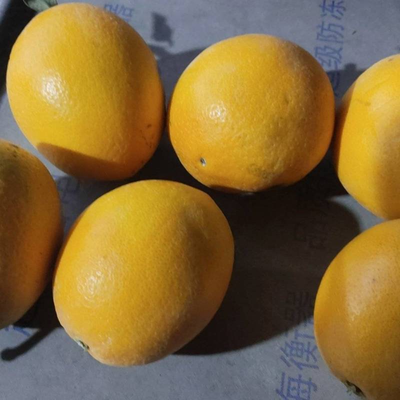 赣南脐橙
