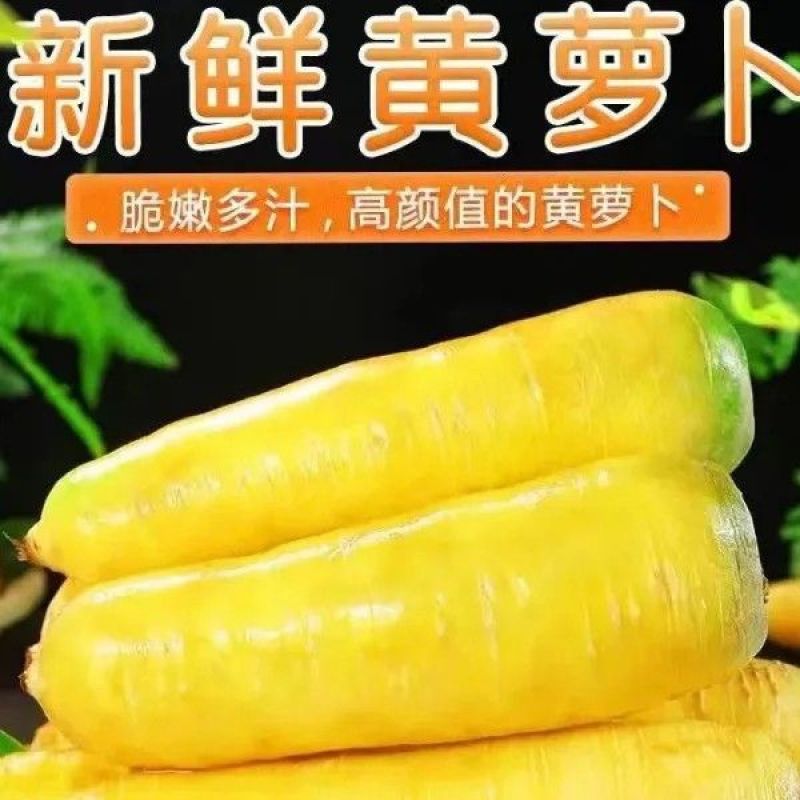 25年新带泥发货糖心黄胡萝卜新鲜黄心萝卜火锅炒菜手抓