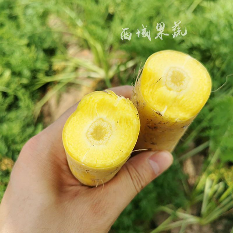 25年新带泥发货糖心黄胡萝卜新鲜黄心萝卜火锅炒菜手抓