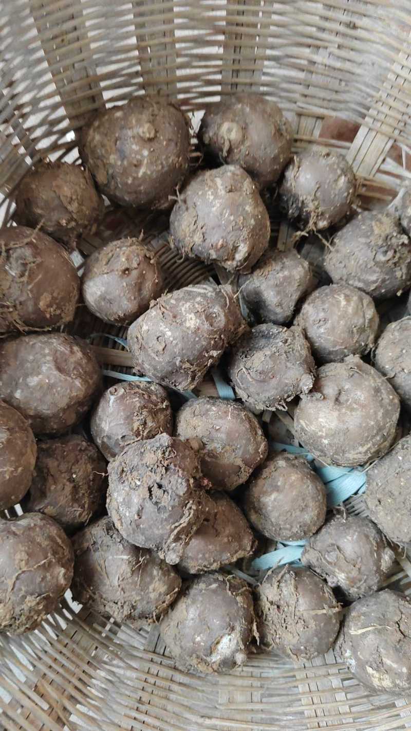 磨芋