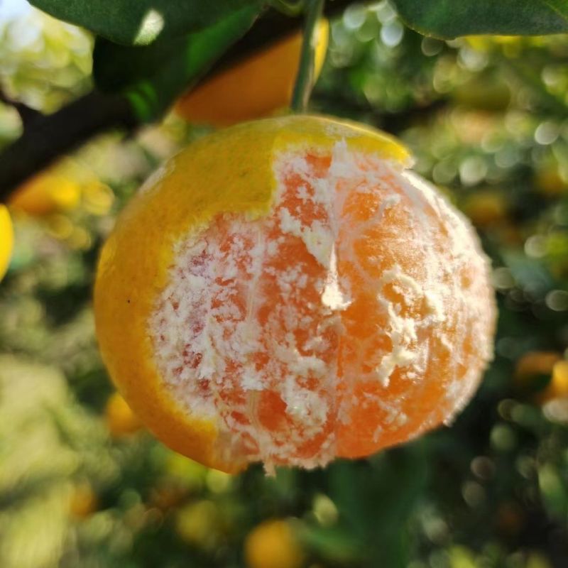 现摘宜昌早熟蜜桔蜜橘薄皮桔子孕妇新鲜当季水果酸甜无籽