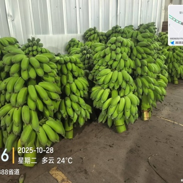 高州粉蕉,香蕉产地直供,专业代收购,代发货!