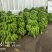 高州粉蕉,香蕉产地直供,专业代收购,代发货!