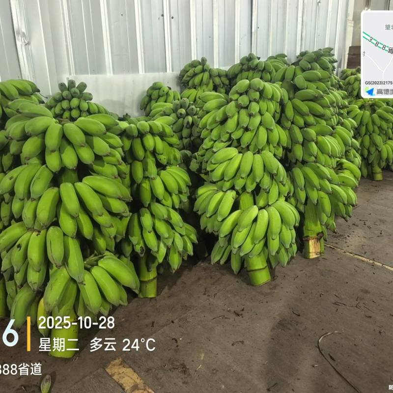 高州粉蕉，香蕉产地直供，专业代收购，代发货！