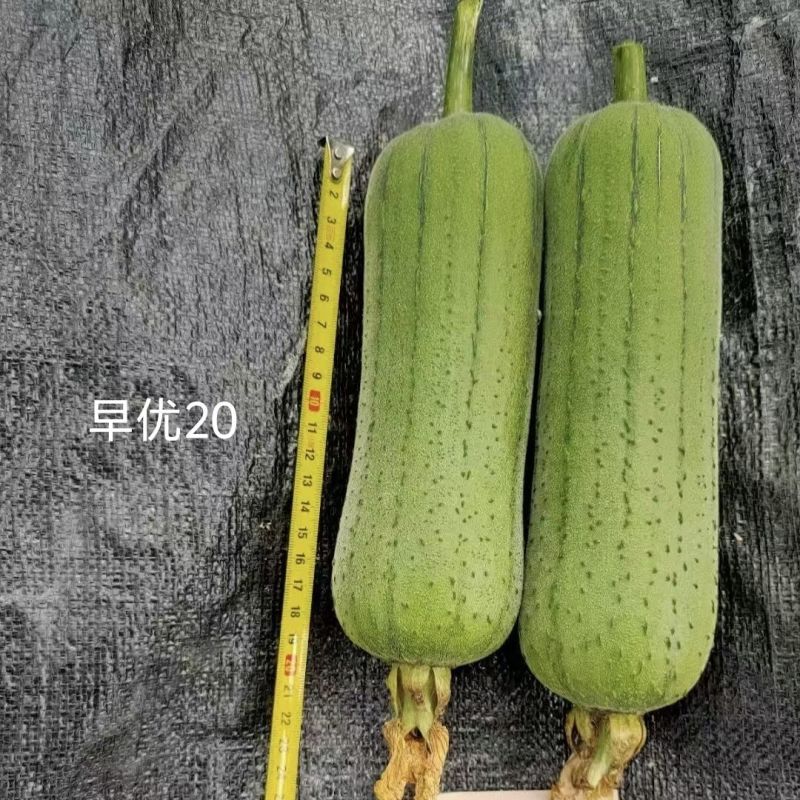 春润早优20丝瓜种子短棒肉丝瓜种籽味甜清脆高产春秋季丝瓜