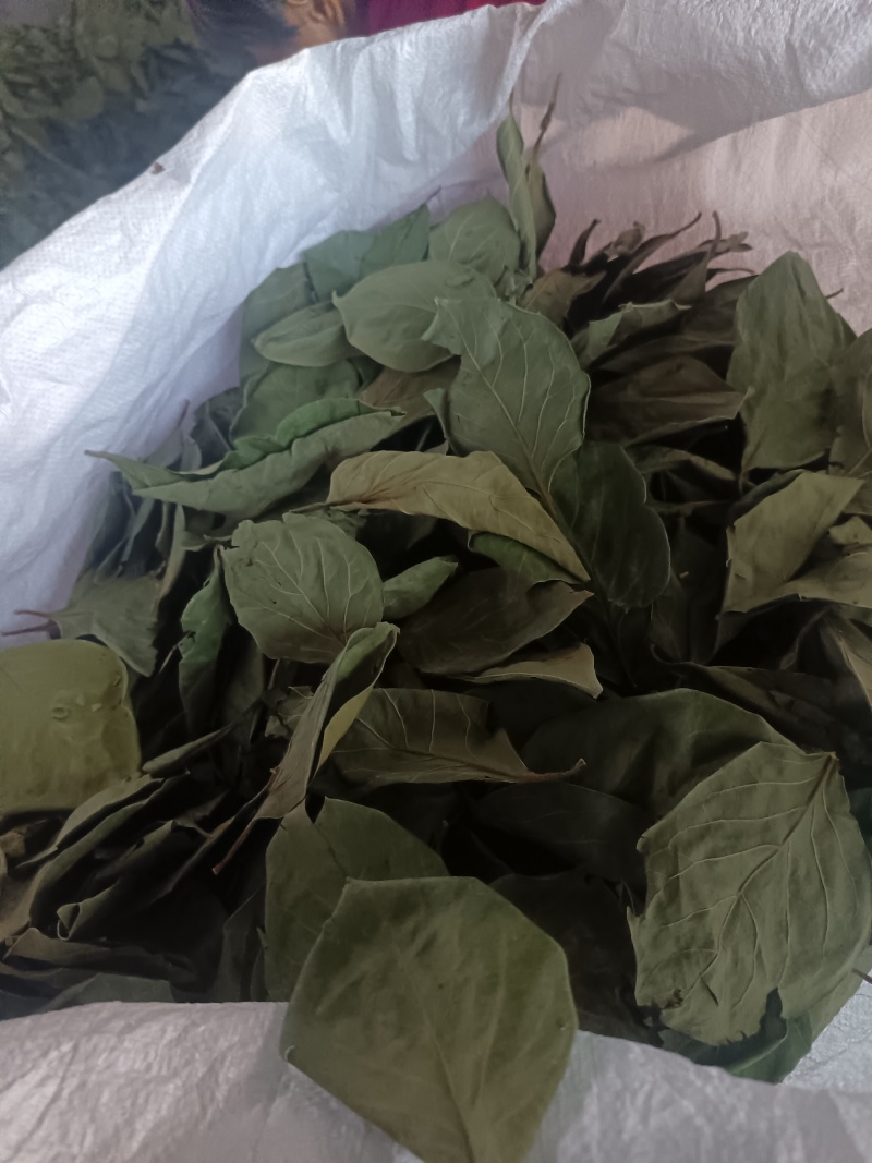 整状无杂质绿柿叶