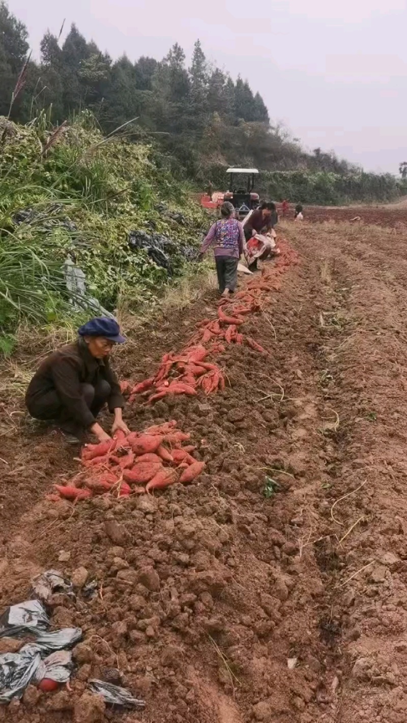 烟薯25