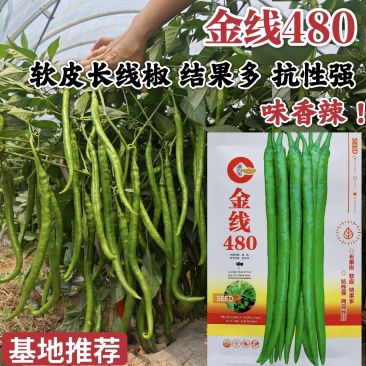 金线480特长线椒种子早熟一代杂交长果软皮线椒种子香辣