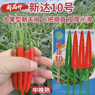 新达10号朝天椒种子大果型中晚熟朝天椒种籽长把顺直皮厚