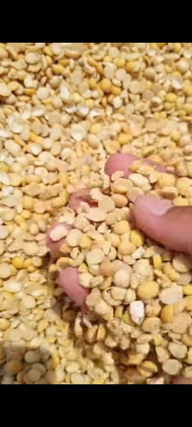 养殖，种植碎黄豆，高油，高脂高蛋白，大货可来聊！