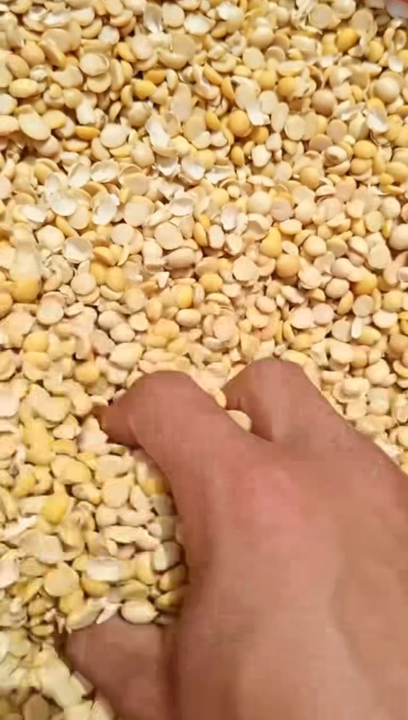 养殖，种植碎黄豆，高油，高脂高蛋白，大货可来聊！