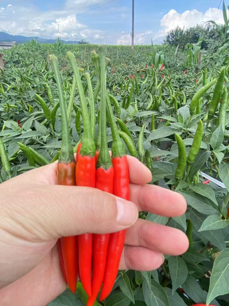 新达10号朝天椒种子大果型中晚熟朝天椒种籽长把顺直皮厚