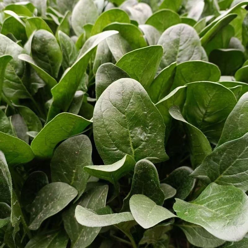 赛顶菠菜种子春秋型深绿色杂交菠菜籽卵圆形叶肉厚耐热耐寒